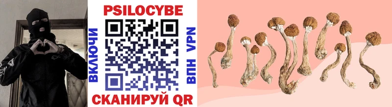 Псилоцибиновые грибы Psilocybe Купино